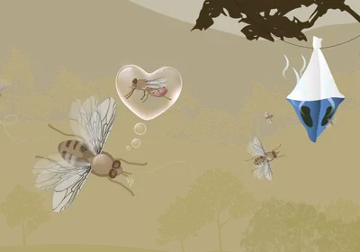 A male tsetse fly smells a tsetse fly pheromone